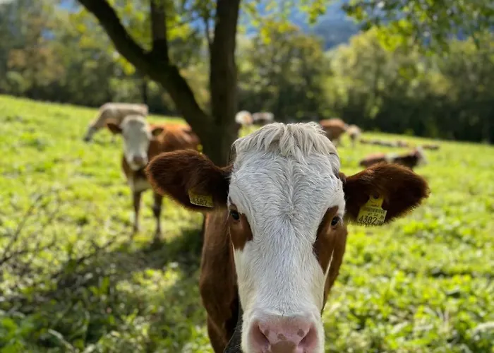 View4two / Chalet-apartment Zillertal Appartement *