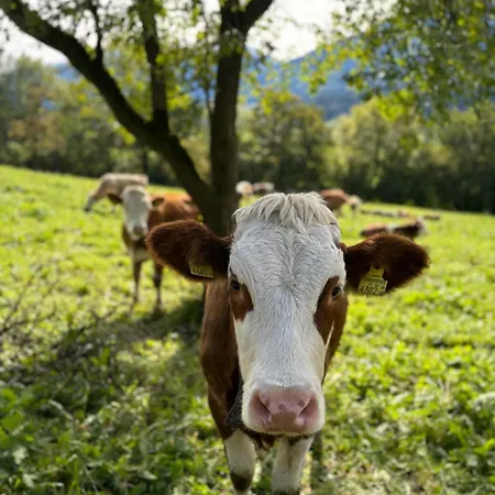 View4two / Chalet-apartment Zillertal Διαμέρισμα *